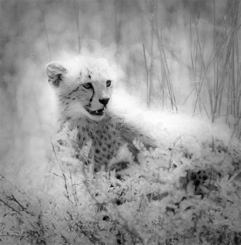 Cheetah Cub At Play Stock Photo Image Of Chew Cute Spots 3663684