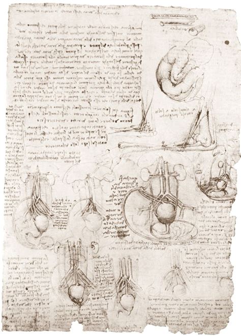 Leonardo Da Vinci Drawings Leonardo Da Vinci Drawings Leonardo