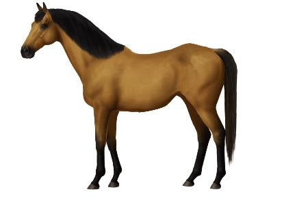 horse breeds persian arabian horse world