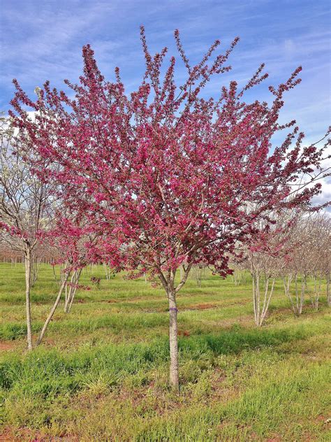 Are Prairie Fire Crabapple Trees Messy