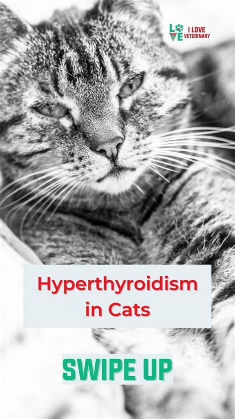 Hyperthyroidism In Cats Hyperthyroidism Cats Veterinary