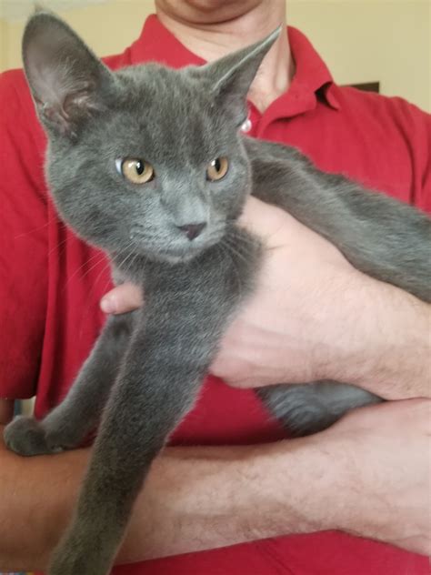 Russian Blue Cats For Sale Forrest Hill Road Colorado Springs Co