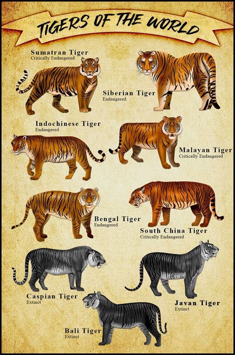 Endangered Tigers Of The World Tiger Conservation Animal Infographic