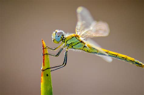 Liste Des Insectes Volants Et Rampants