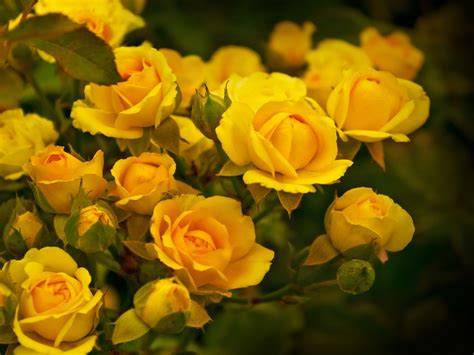 Basically, a product is offered free to play (freemium) and the user can decide if he wants to pay the money (premium) for additional features. Yellow Roses New Image Color Expression Hd Wallpaper ...