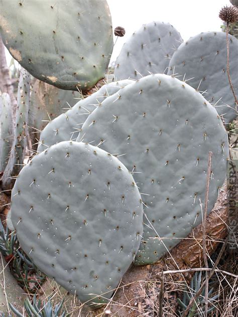 Low maintenance and easy to care for indoor plants. xl Giant Silver Dollar Cactus Opuntia Robusta - Kens-Nursery