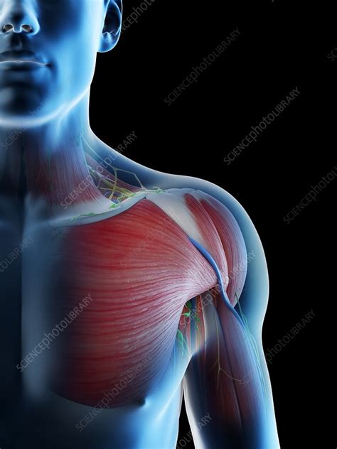 Male Shoulder Anatomy Illustration Stock Image F0266099 Science