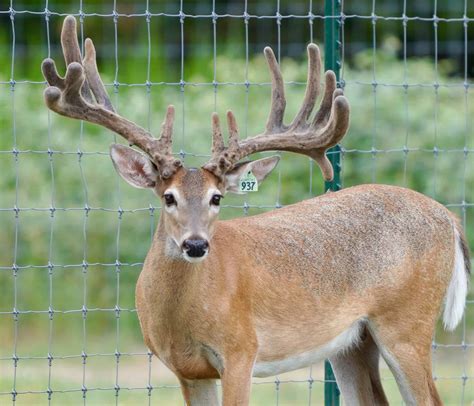M3 Whitetails Mcnificent Can He Produce Deer Breeder In Texas