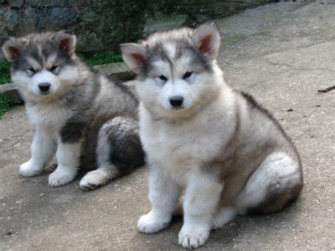 Alaskan names are great names, and they're beautiful for any dog, but they will be the perfect name for your husky or malamute. Alaskan Malamute - Great Dog Breeds