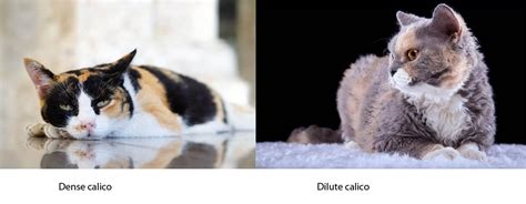 What Is A Dilute Calico Cat Cat World