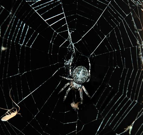See more of web.com on facebook. spider webs | Science Buzz