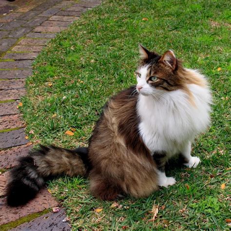 Norwegian Forest Cat Passions For Life