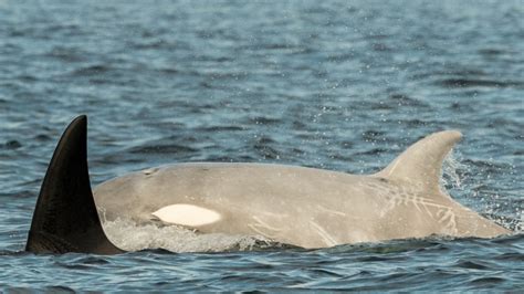 Rare White Orca Among Dozens Of Whales Spotted In Puget Sound This