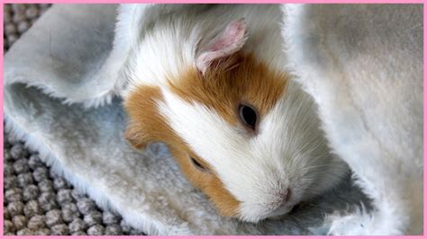 Cutest Guinea Pigs Of The Year Youtube