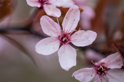 Wallpaper Branch Cherry Blossom Pink Spring Flower Flora Makro