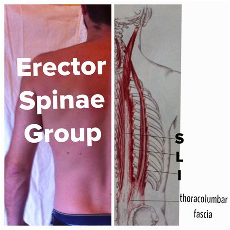 The Hip Joint Erector Spinae Group