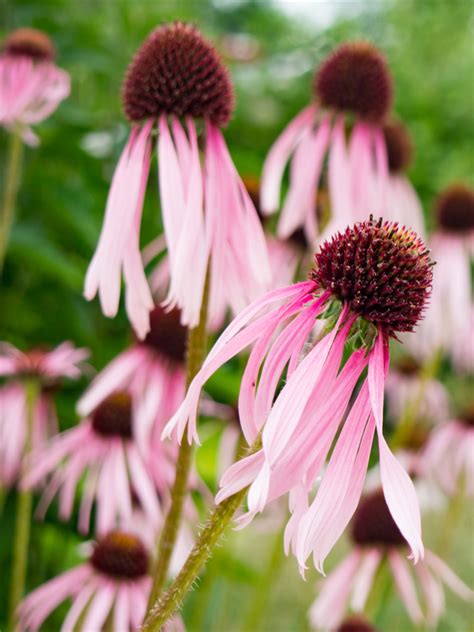 Top 7 Easy To Grow Wildflowers For Your Garden