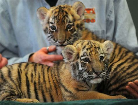 Get A Peek At The Tiger Cubs With The Zoos ‘cubcam The Middletown Press