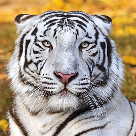 Pin By Empress Esh On ~i Just ♥ Nature~ White Tiger Tiger