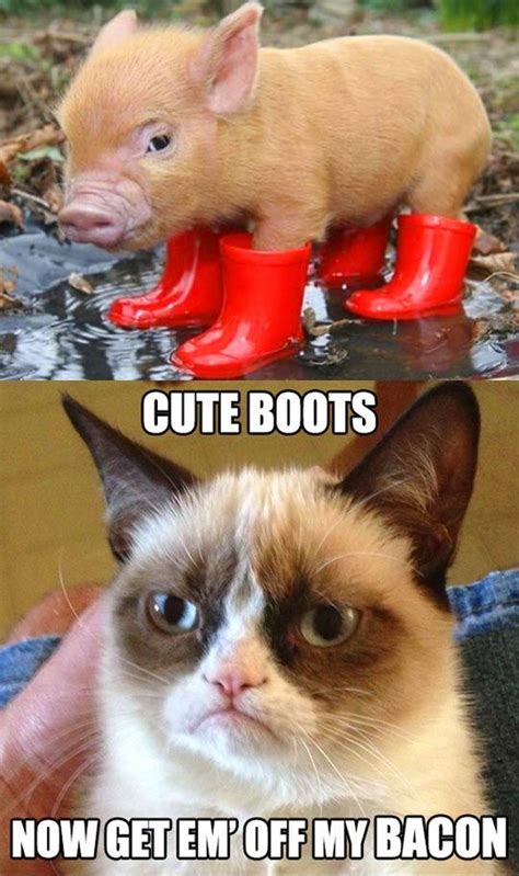 A pig may whistle, though it has a bad mouth for it. 30 Grumpy cat Funny Quotes 29 #Grumpy cat #Funny memes ...