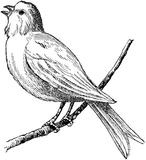 Clip Art Drawings Bird ClipArt ETC Bird Clipart Bird Line Drawing Black And White Birds