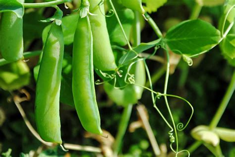 Pea Plants Care And Growing Guide