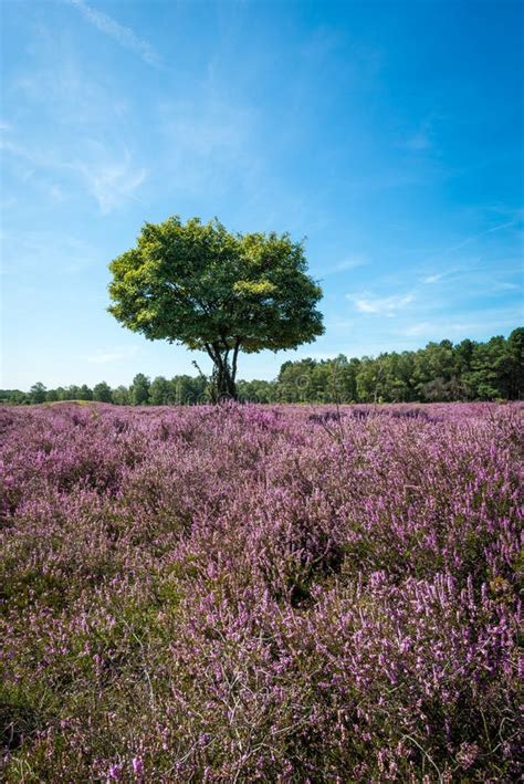 Beautiful Moor Landscape Image With Lone Tree And Flowering Purple