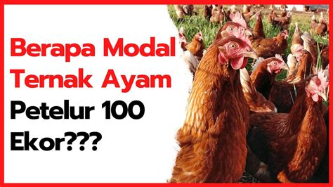 √ Cara Mudah Menentukan Modal Ternak Ayam Petelur 100 Ekor Hobi Ternak