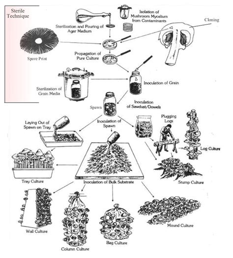 Place some of the straw or other moist material at the bottom and add mushroom end pieces. Growing Mushrooms at Home - North American Mycological ...