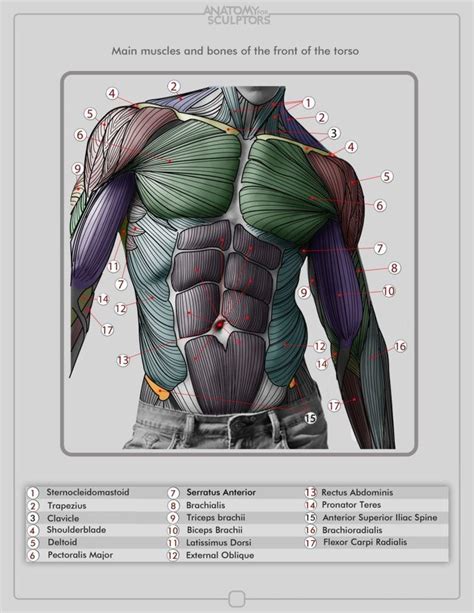 Male Muscle Anatomy Drawing Reference Anatomy Human Practice Draw