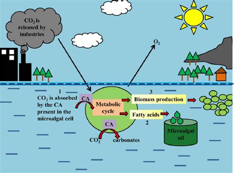 Microalgal Carbon Capture And Storage 1 The Biofuel Generating