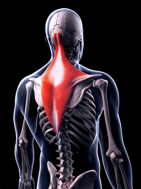 Human Back Muscles Photograph By Sebastian Kaulitzki Fine Art America