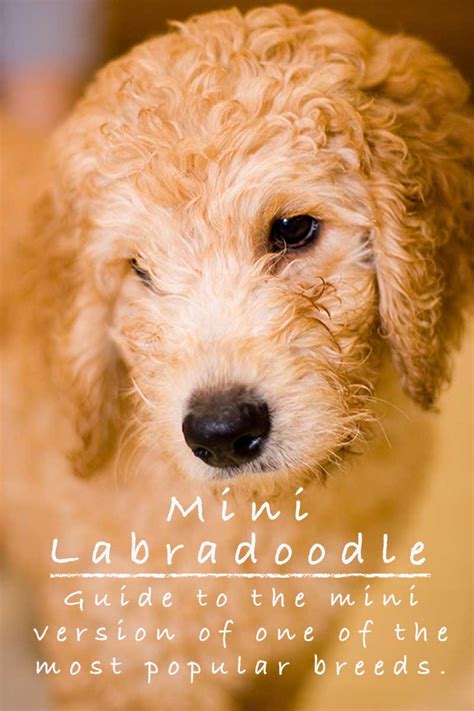 Meet kip a handsome mini goldendoodle puppy that has a beautiful curly there are lots of goldendoodle coat colors that you can pick from a breeder. Labradoodle retriever - 15 free HQ online Puzzle Games on Newcastlebeach 2020!