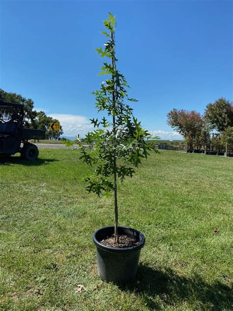 Oak Pin — Urban Tree Growers