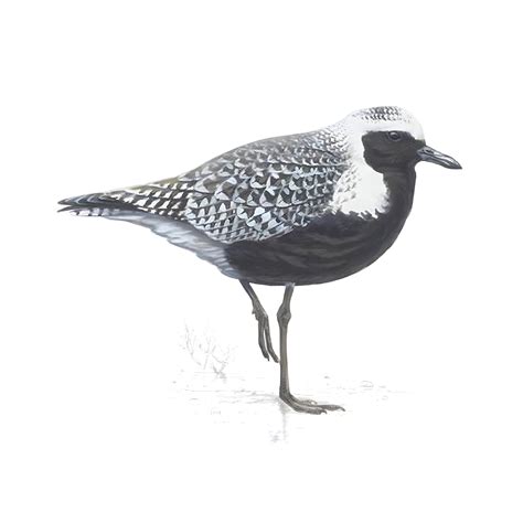 Grey Plover Bird Facts Pluvialis Squatarola