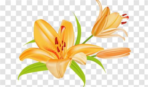 Tiger Lily Lilium Bulbiferum Easter Clip Art Petal Microsoft