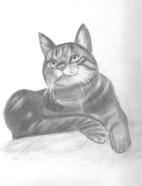 Tabby Cat Pencil Drawing Drawing By Judy Moses Pixels