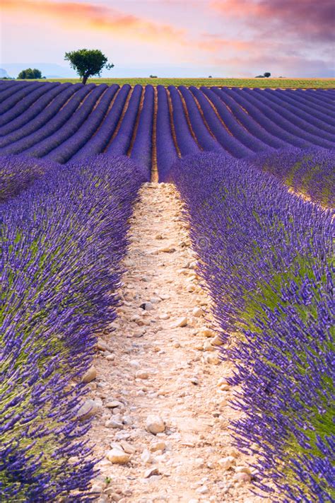 Lavender Fields In Valensole France Stock Photo Image Of Lavendin