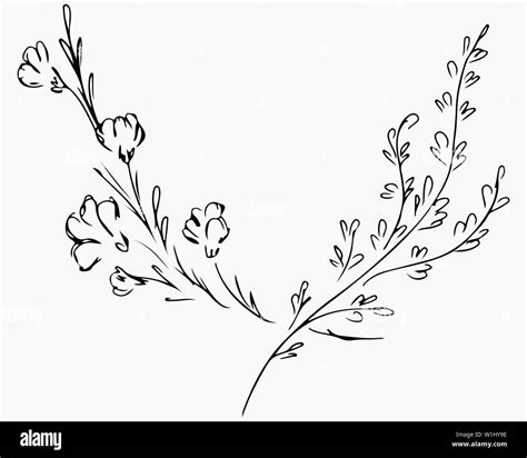 Hand Drawn Vector Illustrations Of Two Branches With Flowers And Leaves