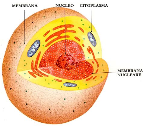 La Cellula Vegetale Struttura Della Cellula Vegetale Organuli Gambaran