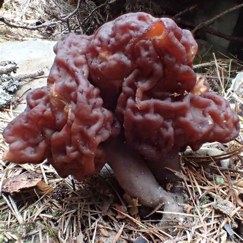 Gyromitra esculenta: Identification and Info of the Toxic Brain Mushroom