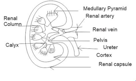 Draw A Well Labelled Diagram Of Ls Of The Human Kidney