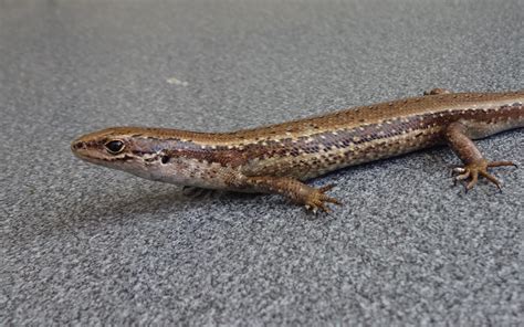 Critter Of The Week The Chesterfield Skink Rnz