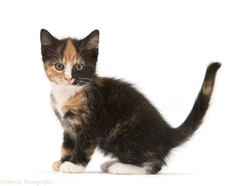 Tortoiseshell Kitten Sitting Photo Wp37018