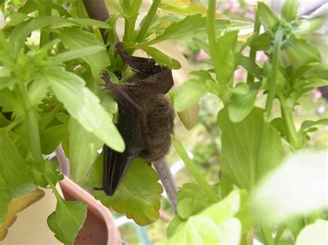 Dictionary pipistrelle