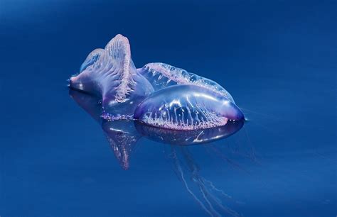 Portuguese Man O War This Beautiful Jellyfish Like Creatu Flickr