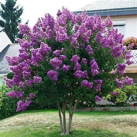 Purple Crape Myrtle Tree 2 3 Etsy