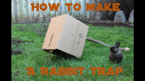 How To Make A Humane Rabbit Trap Youtube