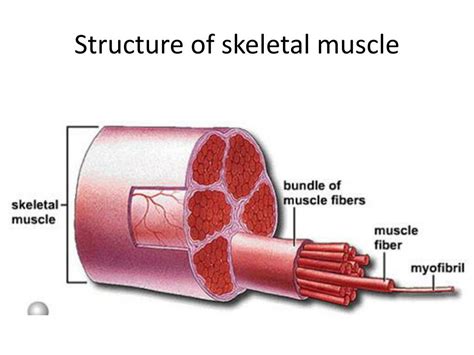 Skeletal Muscle Cell Structure