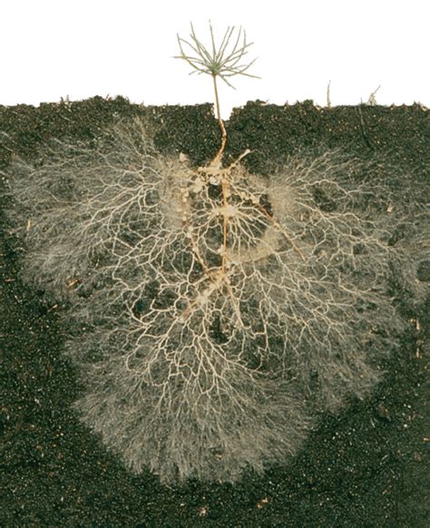 Arbuscular Mycorrhizal Fungi In Soil